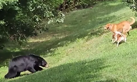 CLIP: Đi vào khu dân cư kiếm ăn, mẹ con gấu hoang đụng độ chó nhà và diễn biến gay cấn sau đó