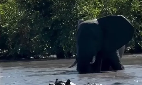 CLIP: Đụng độ hà mã dưới nước, voi liền xua đuổi đối thủ nhưng hành động sau đó của nó mới 'sốc'
