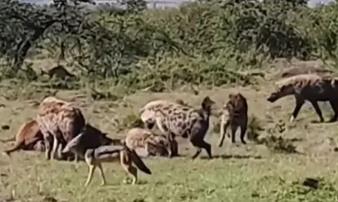 CLIP: Sư tử vừa săn được hươu cao cổ non đã bị đàn linh cẩu lao lại cướp và cái kết đầy kịch tính