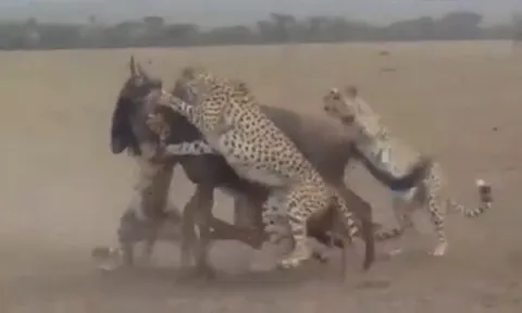 CLIP: 4 anh em nhà báo săn hợp sức hạ gục linh dương đầu bò và cái kết