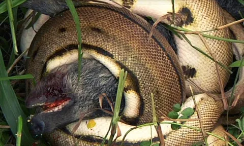 CLIP: Trăn khổng lồ phục kích, quật ngã heo rừng trong tích tắc