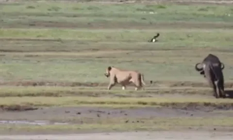 CLIP: Sư tử cái đơn độc tấn công trâu rừng và nhận cái kết ngoài dự đoán