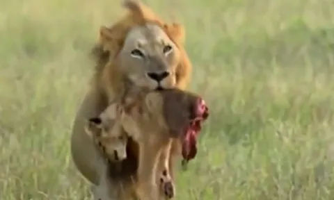 CLIP: Rùng mình cảnh tượng sư tử đực tàn nhẫn xé xác đồng loại non