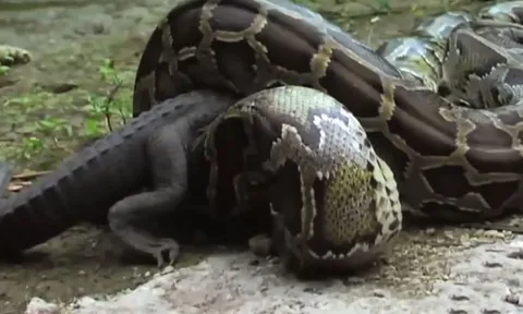 CLIP: Cuộc đối đầu nghẹt thở giữa trăn khổng lồ và cá sấu, cái kết đầy bất ngờ