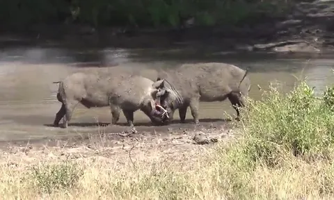 CLIP: Trận chiến sinh tử giữa hai con heo rừng