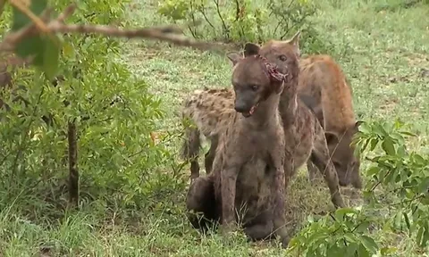 CLIP: Rợn người khoảnh khắc linh cẩu bị cắn rớt tai trong cuộc chiến tranh giành quyền lực