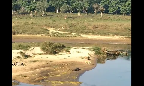 CLIP: Chó liều mình bơi qua sông, kết cục bi thảm trước hàm cá sấu