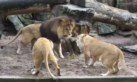 CLIP: Sư tử cái “nổi giận đùng đùng” vì chồng làm vuột mất con mồi