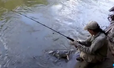 CLIP: Cần thủ kéo được cá khổng lồ sau màn giằng co kịch tính trên sông