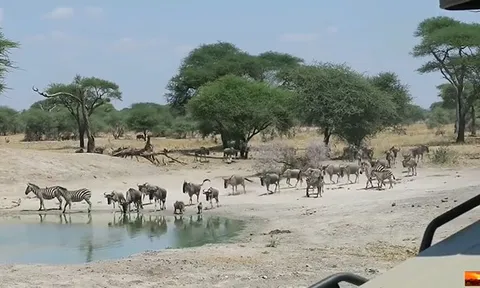 CLIP: Linh dương đầu bò thiệt mạng trong cuộc phục kích chớp nhoáng của sư tử