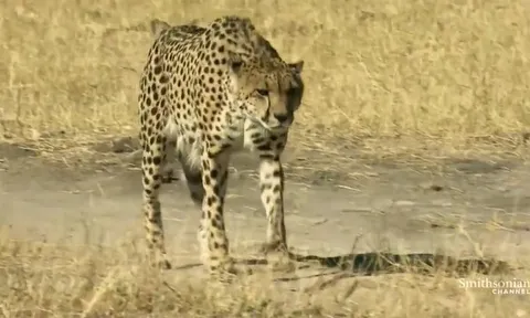 CLIP: Bị khỉ đầu chó truy đuổi, báo săn tháo chạy thoát thân