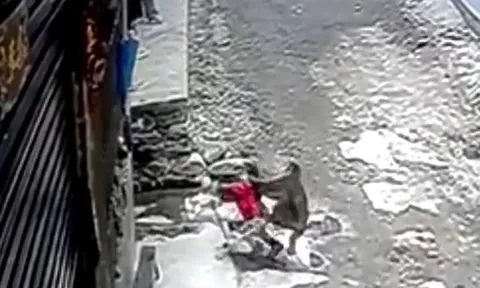 CLIP: Khỉ hoang táo tợn vào làng 'bắt cóc' bé gái 3 tuổi đi, người hàng xóm liều mình giải cứu kịp thời