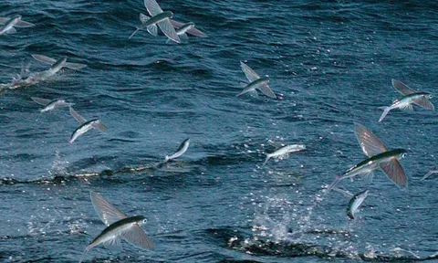 CLIP: Bầy cá chuồn bay lên không trung để thoát khỏi kẻ săn mồi