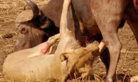 CLIP: Trận tử chiến giữa trâu rừng và bầy sư tử, cái kết không ai ngờ tới