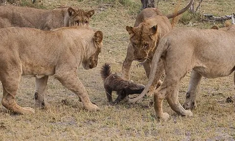 CLIP: Hai chú lửng mật “đánh bại” bầy sư tử sau màn tử chiến ngoạn mục