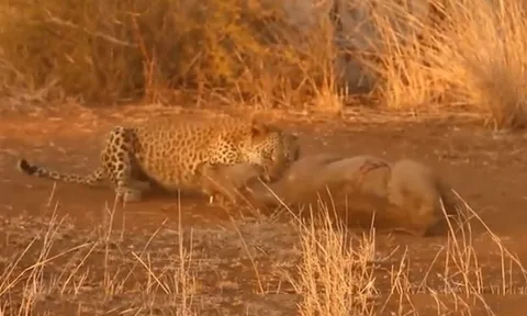 CLIP: Báo hoa mai đoạt mạng lợn rừng trong chớp mắt