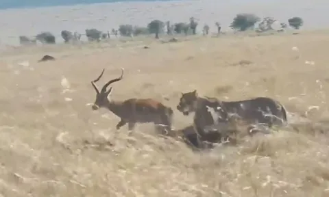 CLIP: “Lãnh chúa đồng cỏ” bất ngờ tha chết cho linh dương Impala trưởng thành