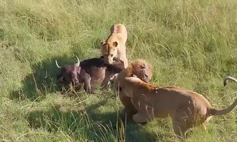 CLIP: Linh cẩu liều mạng lao vào giữa 2 con sư tử để cướp mồi
