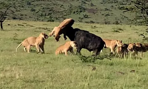 CLIP: Húc bay sư tử lên trời, trâu rừng vẫn không thể tránh khỏi cái kết thảm khốc