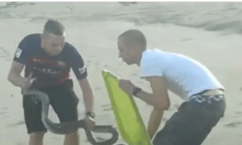 CLIP: Người đàn ông dùng tay không bắt 'cỗ quan tài di động' đang nằm phơi nắng trên bãi biển