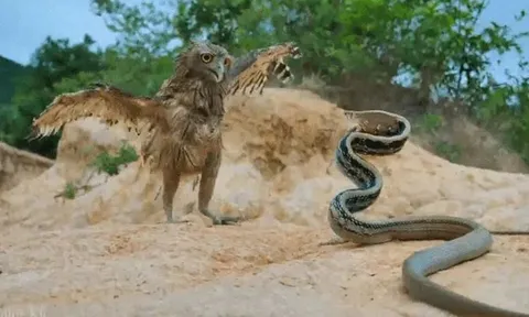 CLIP: Đi săn rắn, chim cú mèo suýt phải bỏ mạng