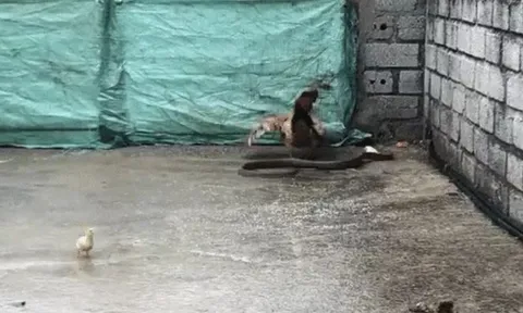 CLIP: Mò vào chuồng săn gà con, rắn bị gà mẹ đánh cho tả tơi