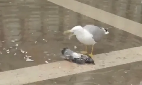 CLIP: Hải âu phát ra tiếng kêu lạ như "cười khoái trá" sau khi sát hại bồ câu