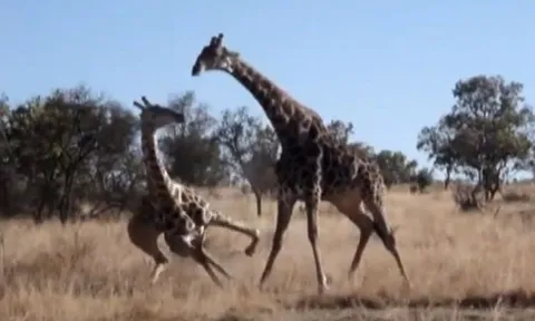 CLIP: Hươu cao cổ tung “thiết đầu công”, hạ gục đối thủ trong chớp mắt