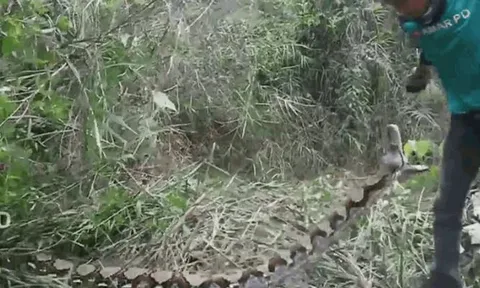 CLIP: Bị đe dọa, trăn gấm nổi điên tấn công người đàn ông và cái kết