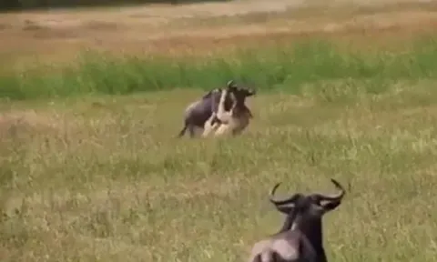 CLIP: Linh cẩu bất ngờ “giải cứu” linh dương đầu bò khỏi nanh vuốt sư tử
