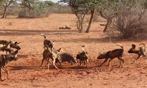 CLIP: Heo rừng đơn độc liều mình chống trả trong vòng vây chó hoang châu Phi