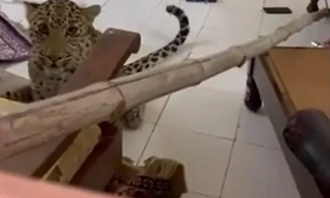 CLIP: Báo hoa mai đột nhập vào phòng, cả khách sạn lập tức náo loạn