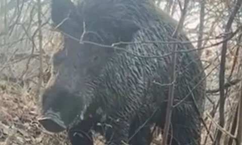 CLIP: Đang chăn cừu, người đàn ông đụng độ lợn rừng 'khủng' và cái kết khiến người xem 'thót tim'