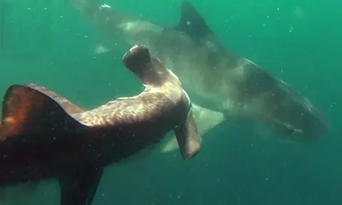 CLIP: Cá mập đầu búa bị cá mập hổ “xử” ngay khi mắc câu, cái chết oan uổng giữa đại dương