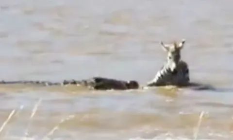 CLIP: Cuộc chiến sinh tử giữa ngựa vằn và cá sấu sông Nile