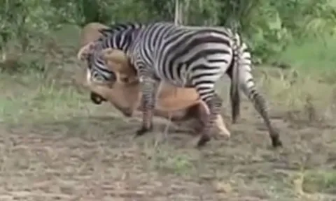 CLIP: Ngựa vằn mải ăn, trả giá bằng cả mạng sống