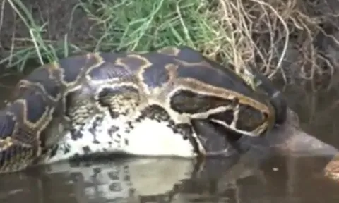 CLIP: Trăn khổng lồ “ôm hận” vì cố nuốt linh dương khổng lồ