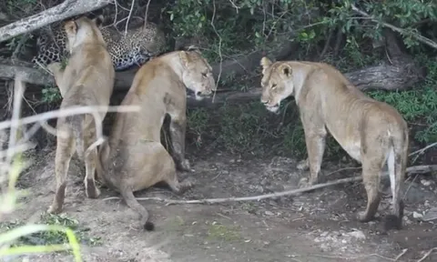 CLIP: Báo hoa mai đơn độc tử chiến với bầy sư tử dữ tợn