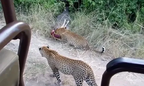 CLIP: Cá sấu thản nhiên cướp mồi của 2 chú báo hoa mai