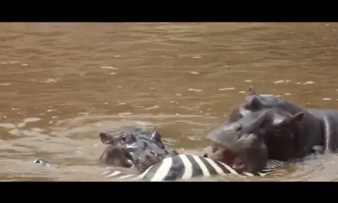 CLIP: Bầy hà mã hung hãn xé xác ngựa vằn, đuổi cả cá sấu tranh mồi