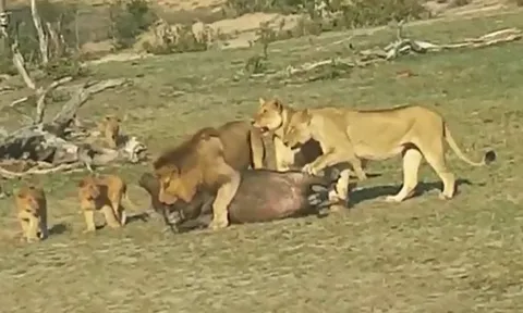 CLIP: Sư tử dạy con săn mồi, trâu rừng non trở thành "vật thí nghiệm" bi thảm