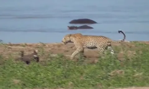 CLIP: Báo hoa mai liều lĩnh lao vào giữa bầy cá sấu để cướp mồi