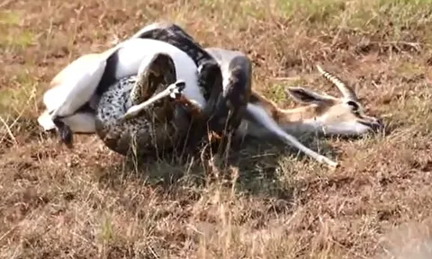 CLIP: Khoảnh khắc rùng mình, trăn khổng lồ siết chết linh dương trong tích tắc