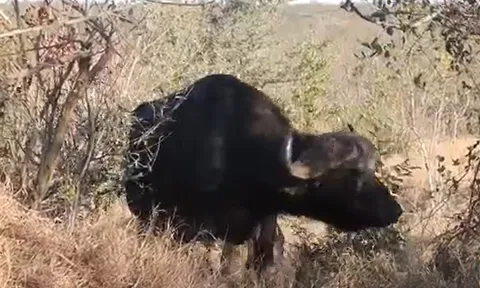 CLIP: Trâu rừng quyết tử chiến trước vòng vây của 4 anh em nhà sư tử