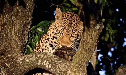 CLIP: Báo hoa mai kéo xác trăn khổng lồ lên cây tránh kẻ thù cướp mồi