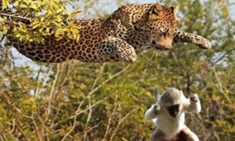 CLIP: Báo hoa mai tung “khinh công” săn khỉ trên cây và cái kết