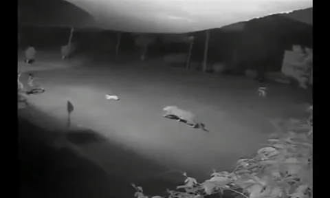 CLIP: Liều lĩnh đột nhập nhà dân, báo hoang sát hại chó ngay giữa sân