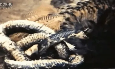 CLIP: Cú mèo bị rắn chuột Nga phản kháng dữ dội, suýt mất mạng khi săn mồi