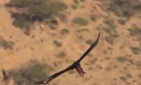 CLIP: Đại bàng đực làm mồi nhử giúp đại bàng cái tung đòn kết liễu chuột đá