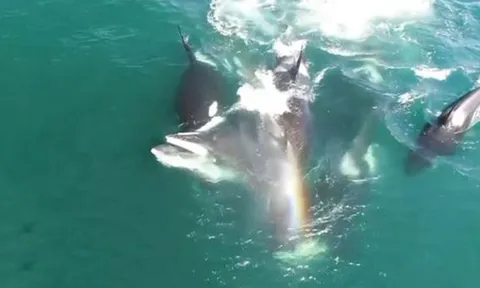 CLIP: Cá voi sát thủ phối hợp hạ gục cá voi khổng lồ trong màn săn mồi tàn bạo
